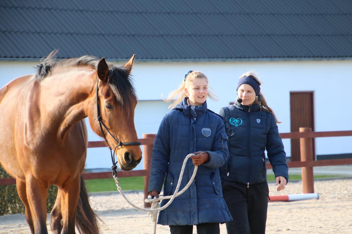 Hollandsk Varmblod Gumosa billede 12