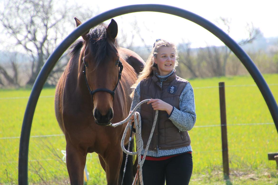 Hollandsk Varmblod Gumosa billede 13