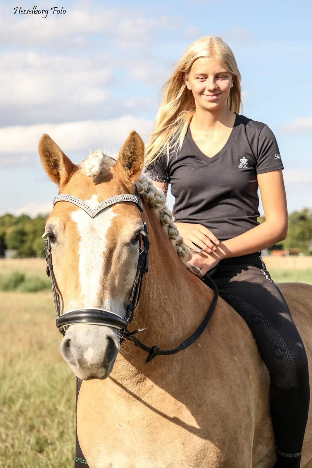 Haflinger Tøtterupgårds Adeus billede 2