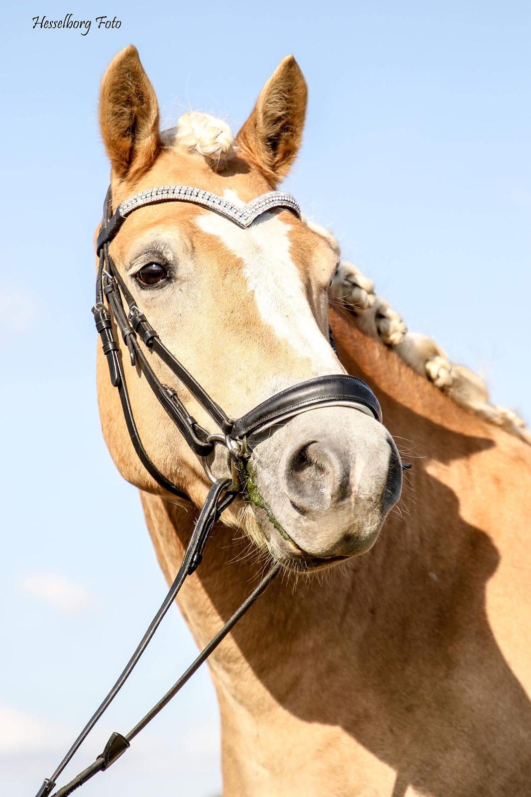 Haflinger Tøtterupgårds Adeus billede 1