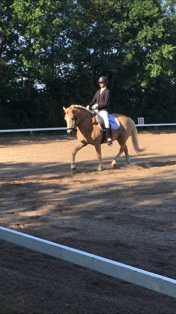 Haflinger Tøtterupgårds Adeus billede 3