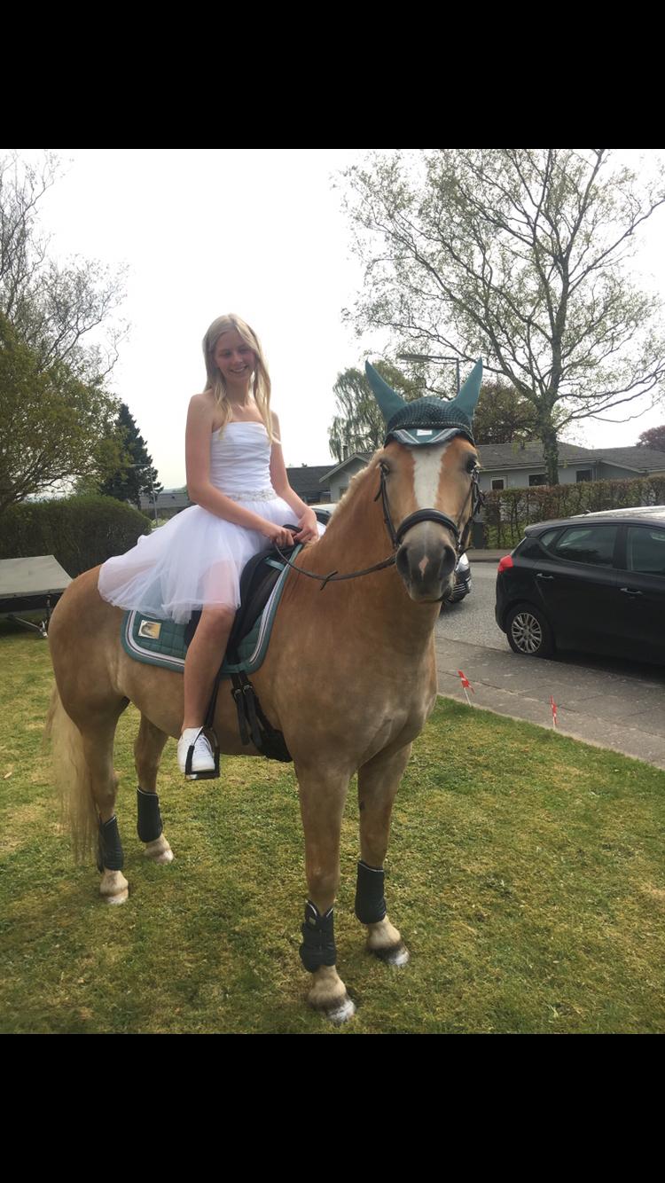 Haflinger Tøtterupgårds Adeus billede 5