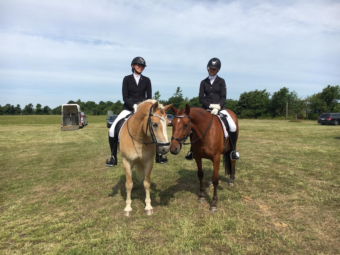 Haflinger Tøtterupgårds Adeus billede 4