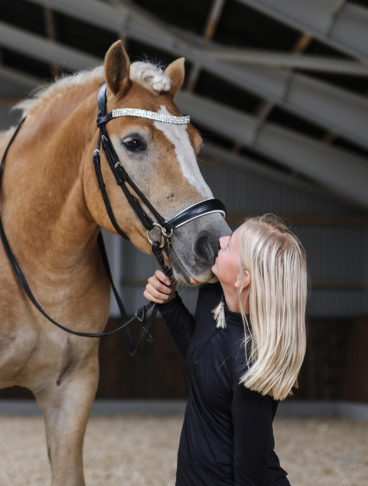 Haflinger Tøtterupgårds Adeus billede 7