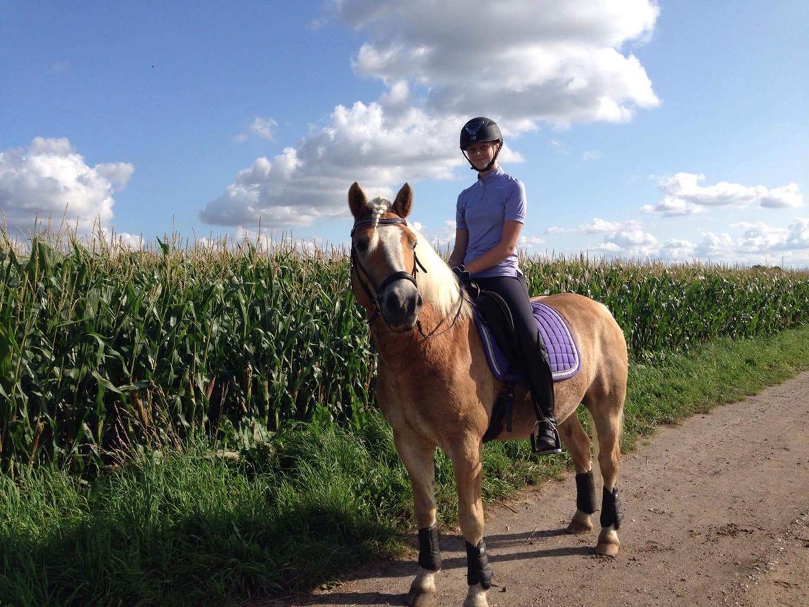 Haflinger Tøtterupgårds Adeus billede 8