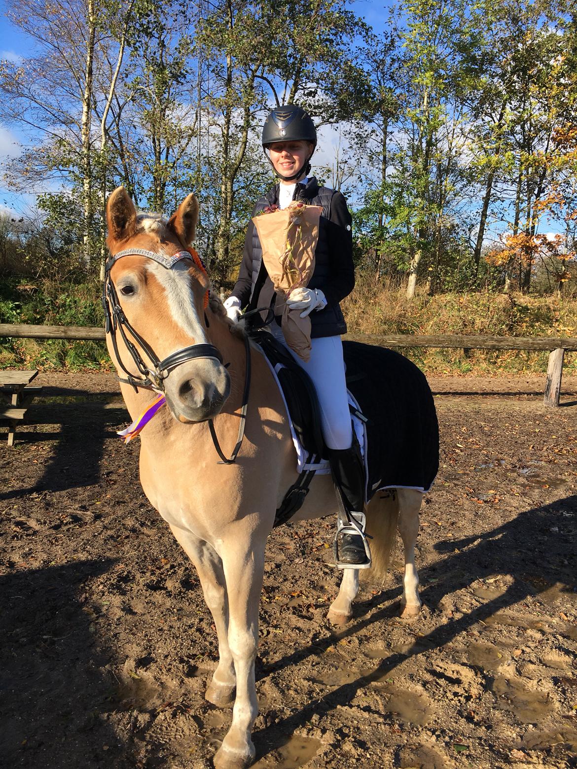 Haflinger Tøtterupgårds Adeus billede 6