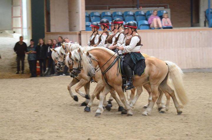 Haflinger Tøtterupgårds Adeus billede 9