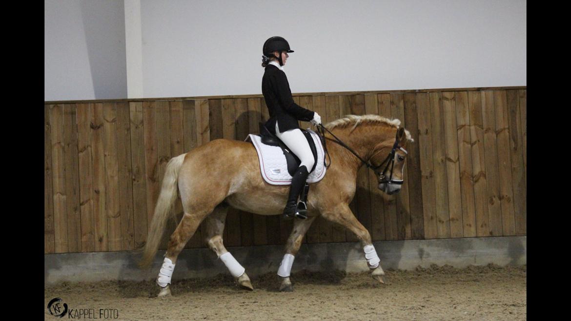 Haflinger Tøtterupgårds Adeus billede 10