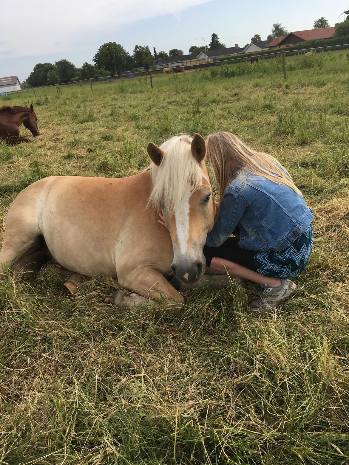 Haflinger Tøtterupgårds Adeus billede 11