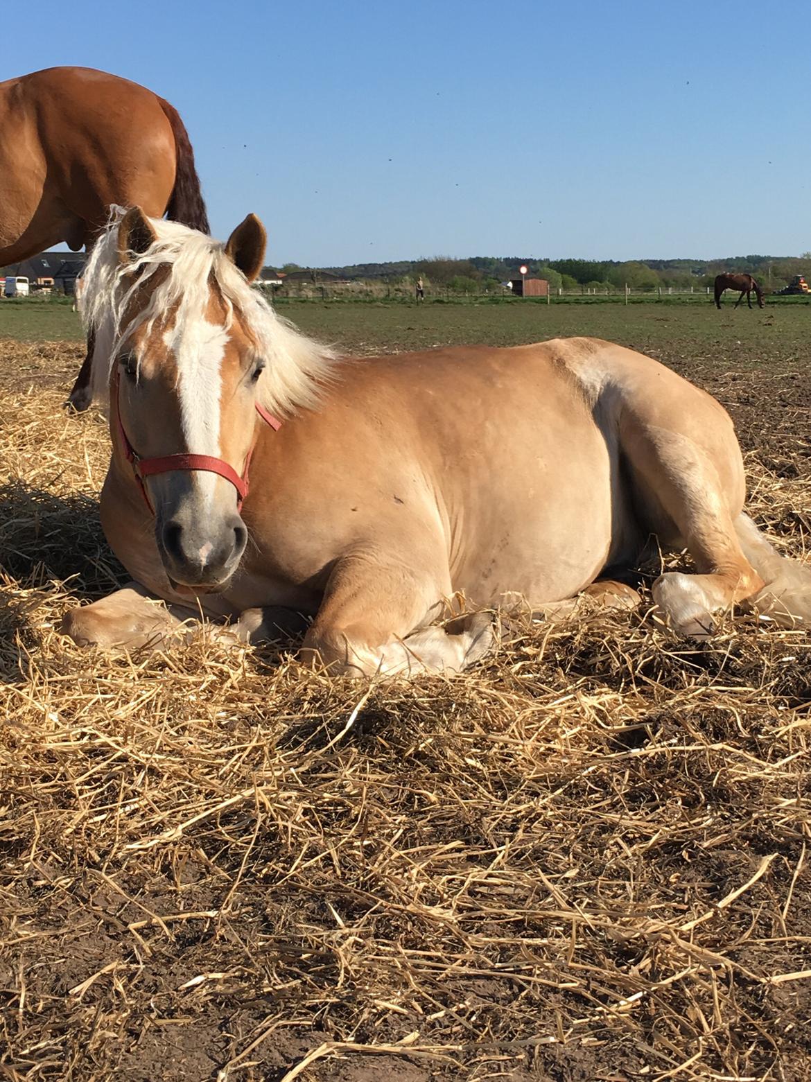 Haflinger Tøtterupgårds Adeus billede 12