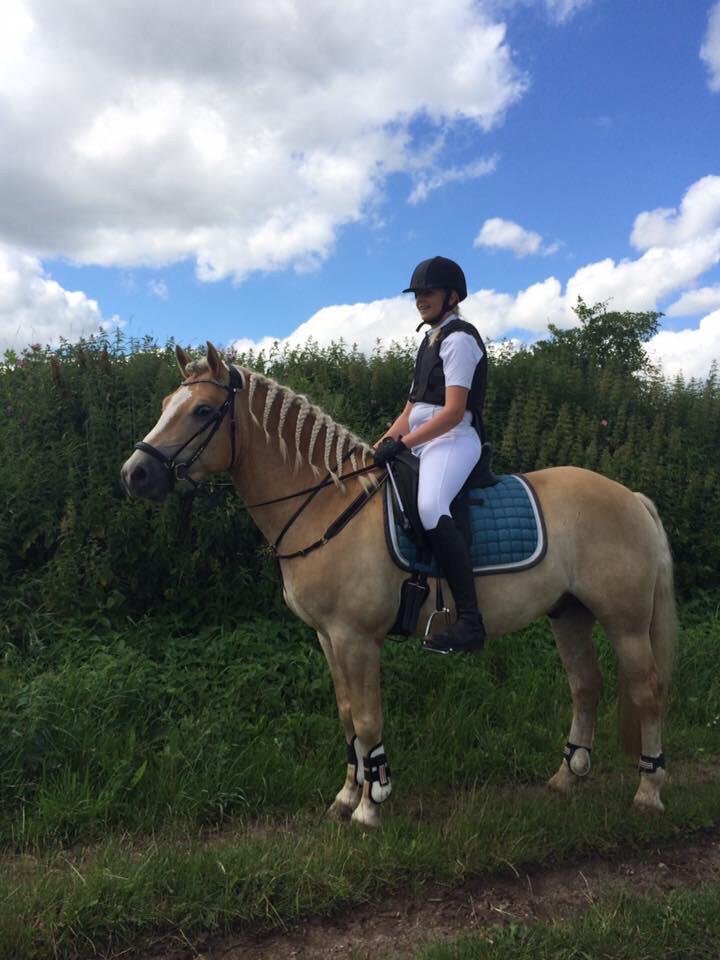 Haflinger Tøtterupgårds Adeus billede 14