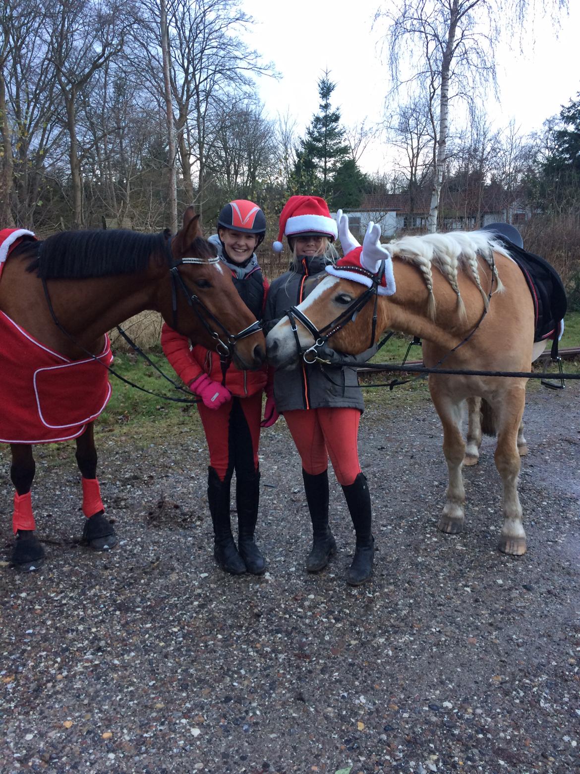 Haflinger Tøtterupgårds Adeus billede 13