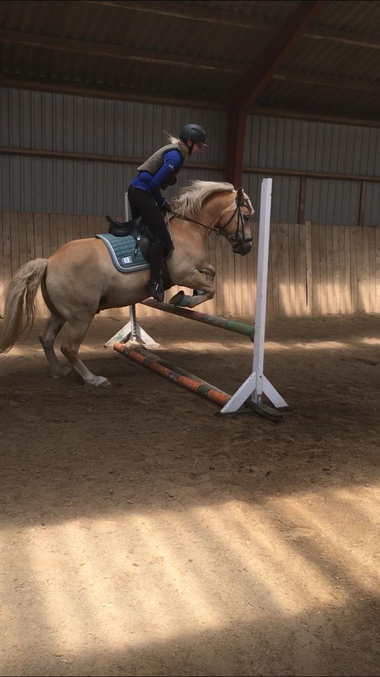 Haflinger Tøtterupgårds Adeus billede 15