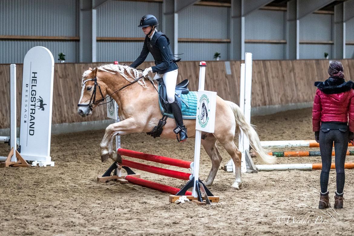 Haflinger Tøtterupgårds Adeus billede 16