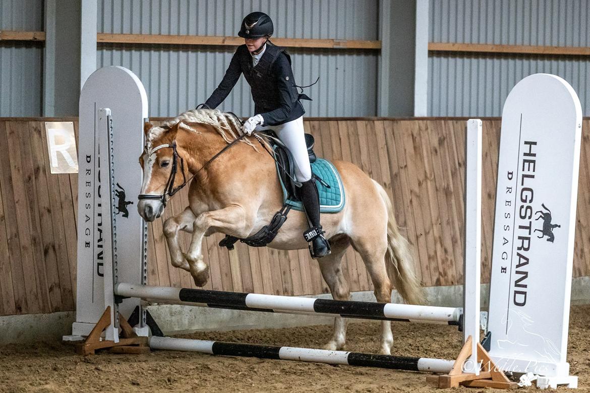 Haflinger Tøtterupgårds Adeus billede 17
