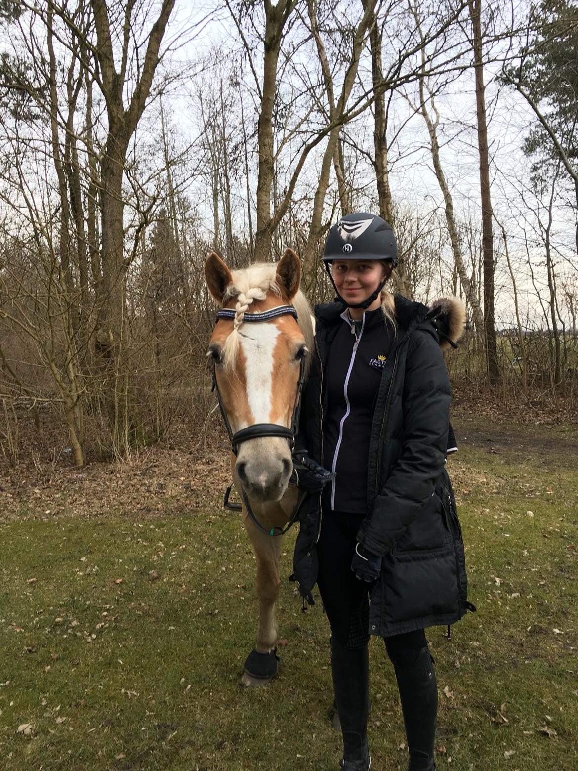 Haflinger Tøtterupgårds Adeus billede 18