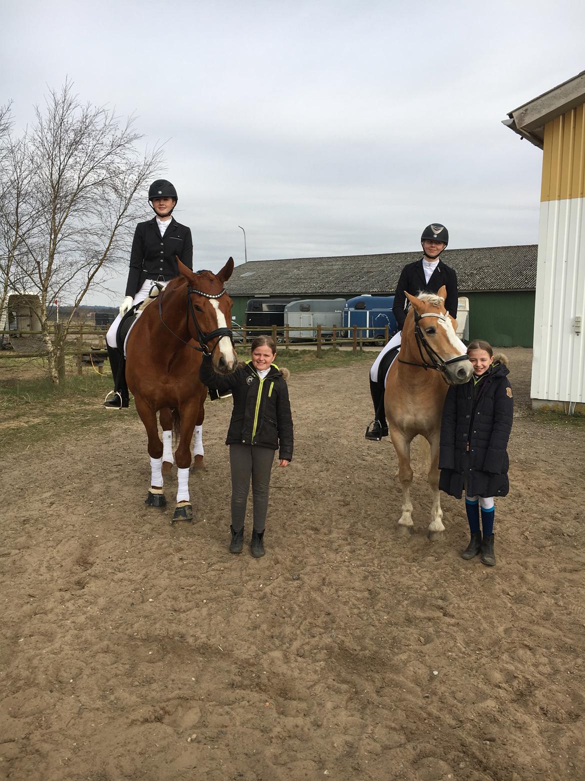 Haflinger Tøtterupgårds Adeus billede 19