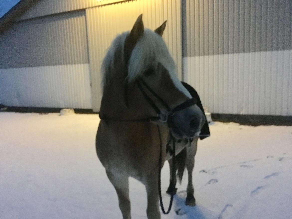 Haflinger Tøtterupgårds Adeus billede 20