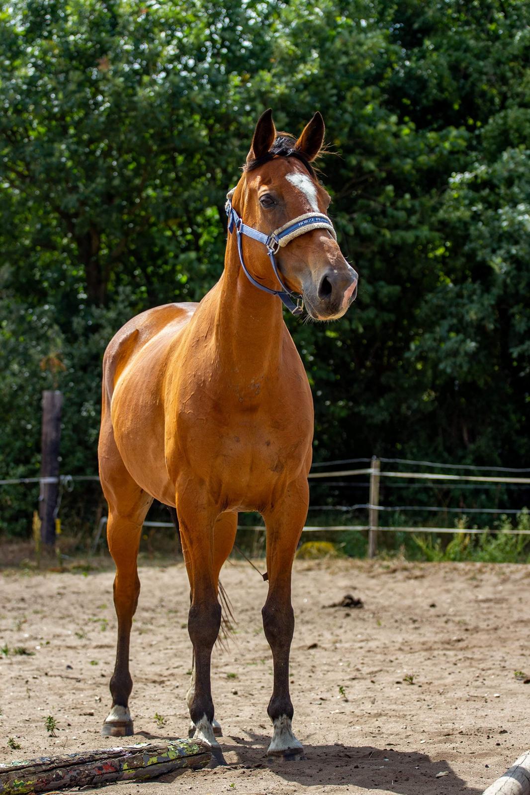 Anden særlig race Kashmir - Smukke fyr <3 billede 6