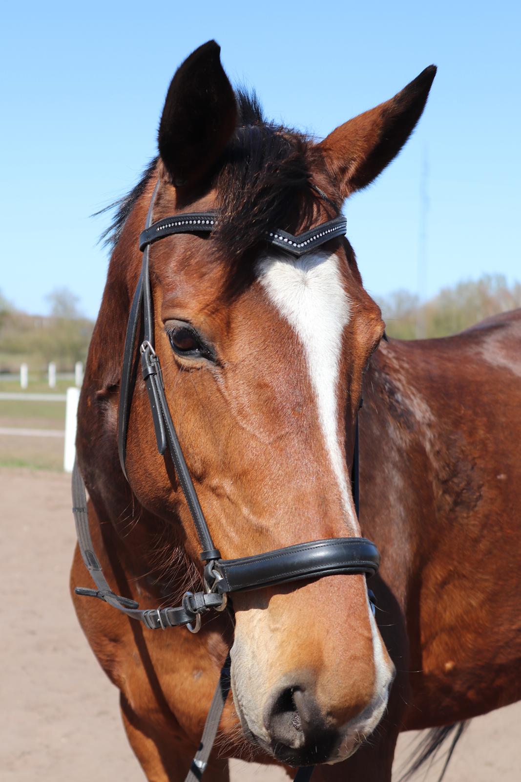 Anden særlig race Kashmir - Min dejlige hest <3 billede 18