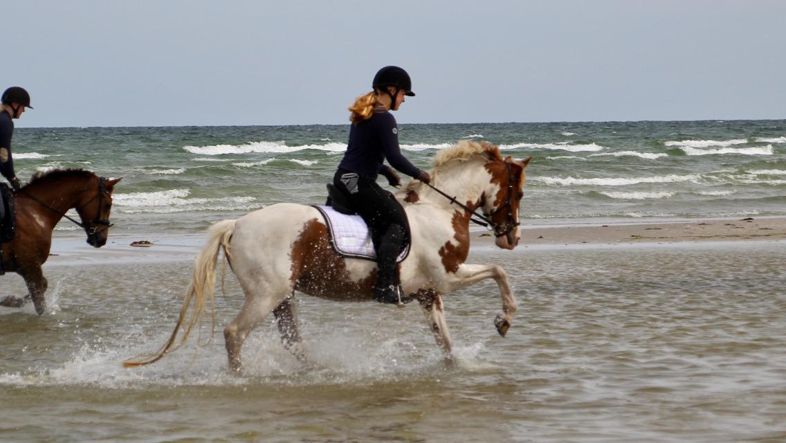 Anden særlig race Rugholms Bella  - August 2018 billede 18
