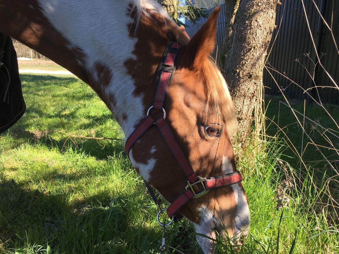 Anden særlig race Rugholms Bella  - April 2019 billede 19