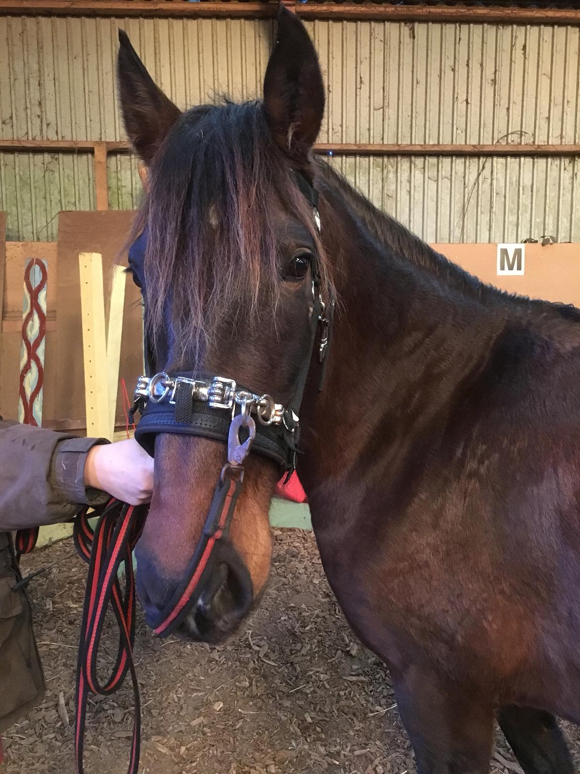 Cruzado Alba Aquilegia (Solgt) billede 12