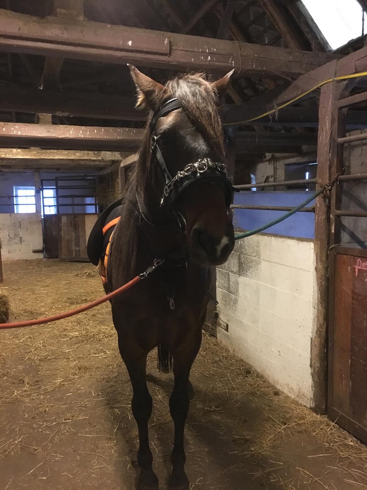 Cruzado Alba Aquilegia (Solgt) billede 15