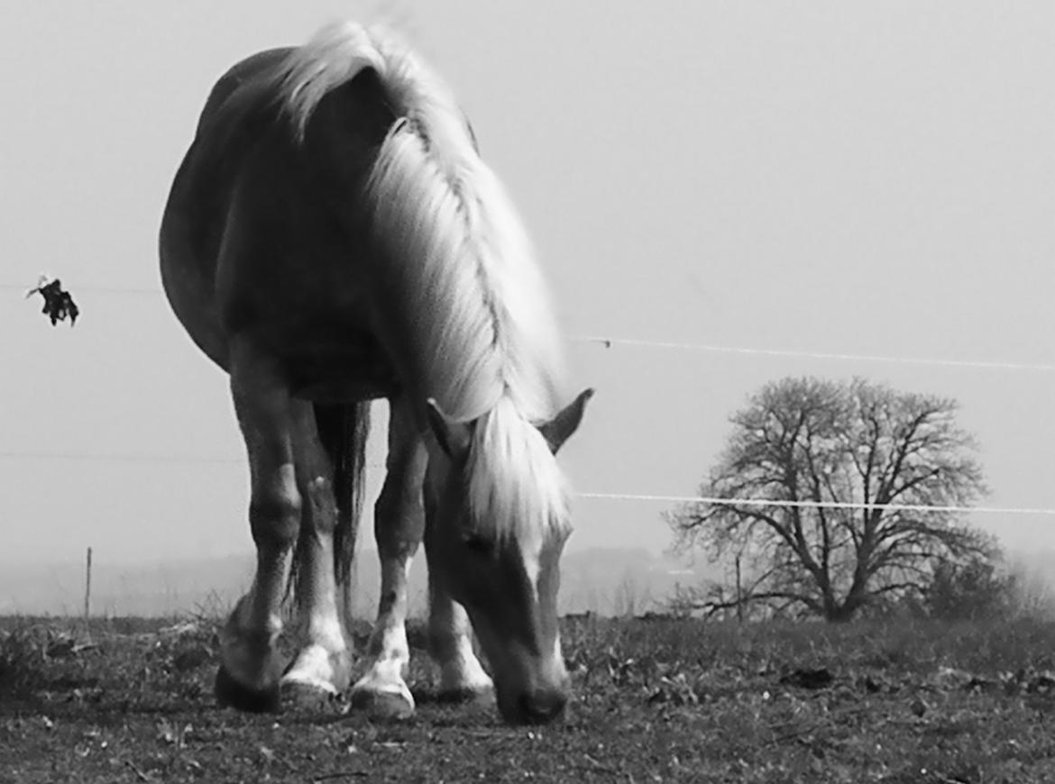 Haflinger Fidji billede 4