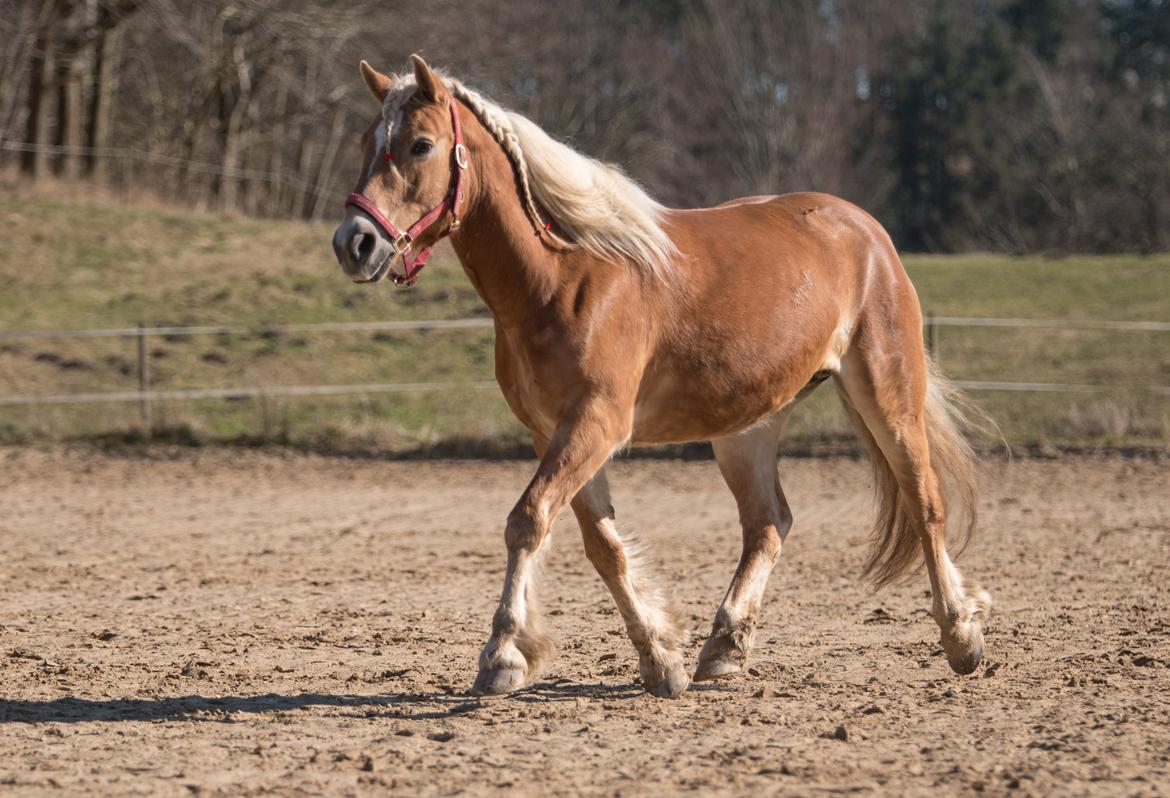 Tyroler Haflinger Astilbe - billede taget af Maiken Bang Photography billede 39