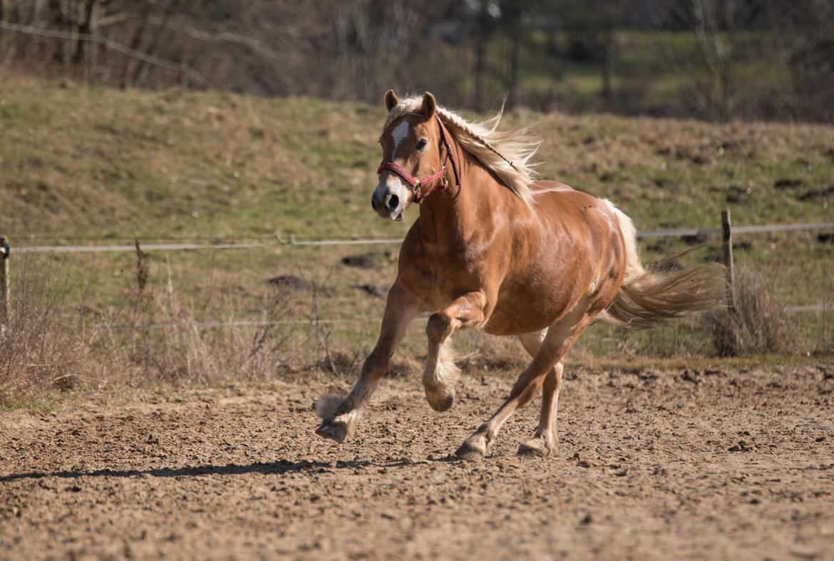 Tyroler Haflinger Astilbe - billede taget af Maiken Bang Photography billede 43