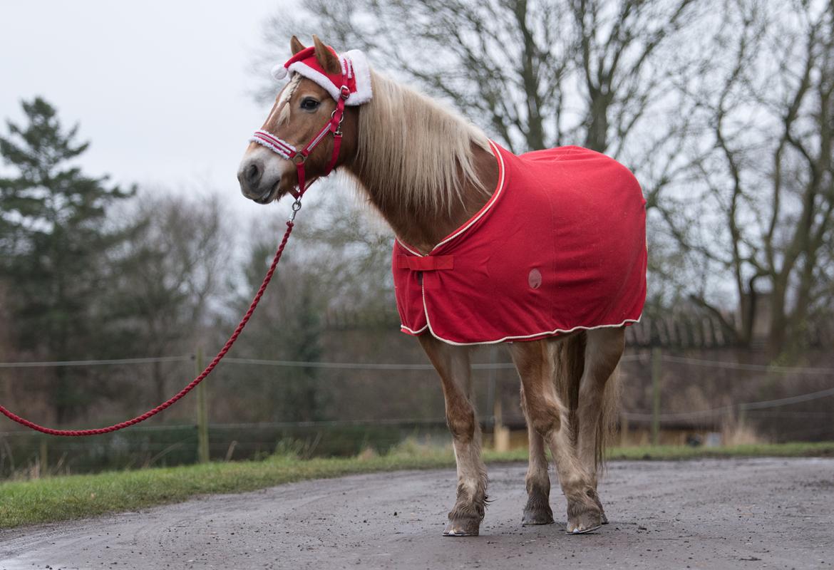 Tyroler Haflinger Astilbe - billede taget af Maiken Bang Photography billede 45