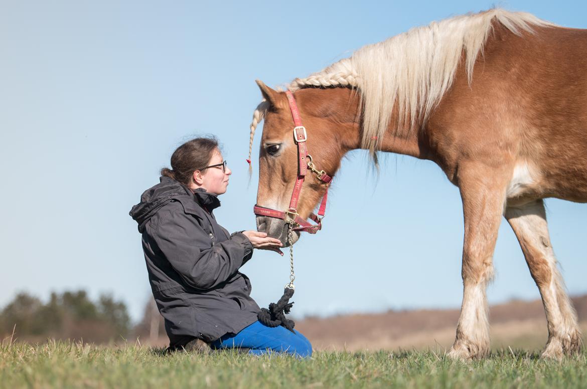 Tyroler Haflinger Astilbe - billede taget af Maiken Bang Photography billede 36