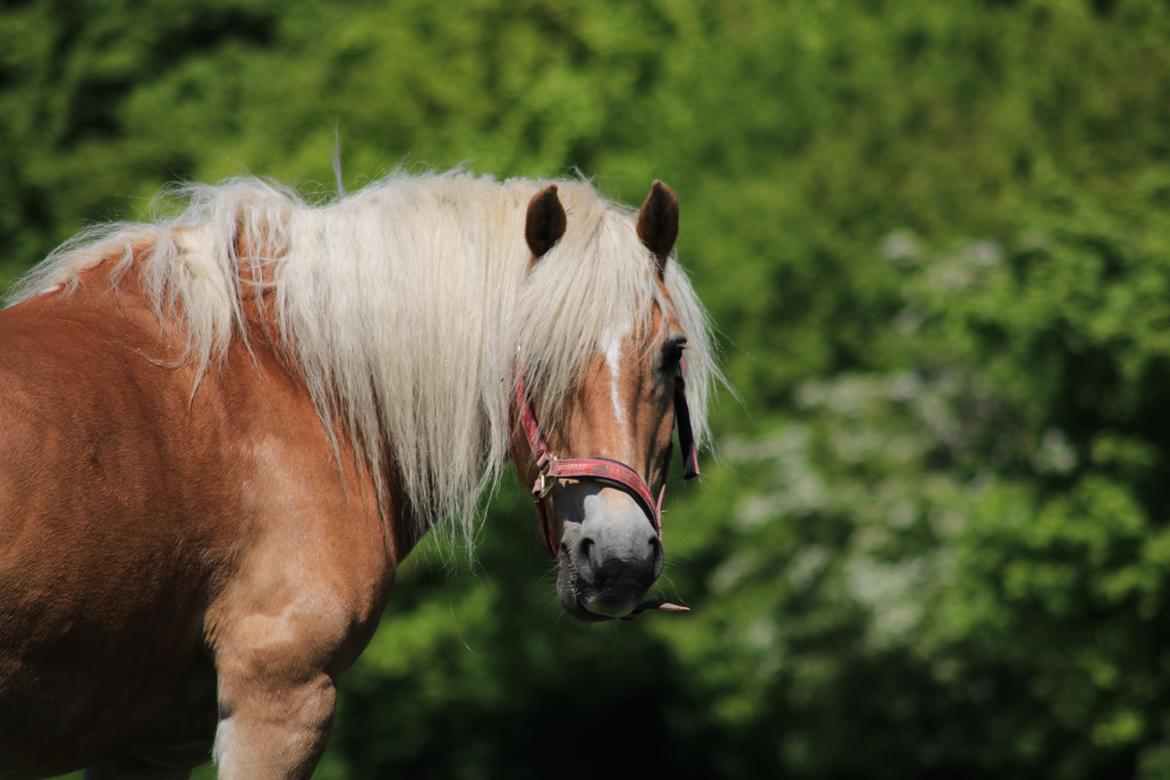 Tyroler Haflinger Astilbe billede 37