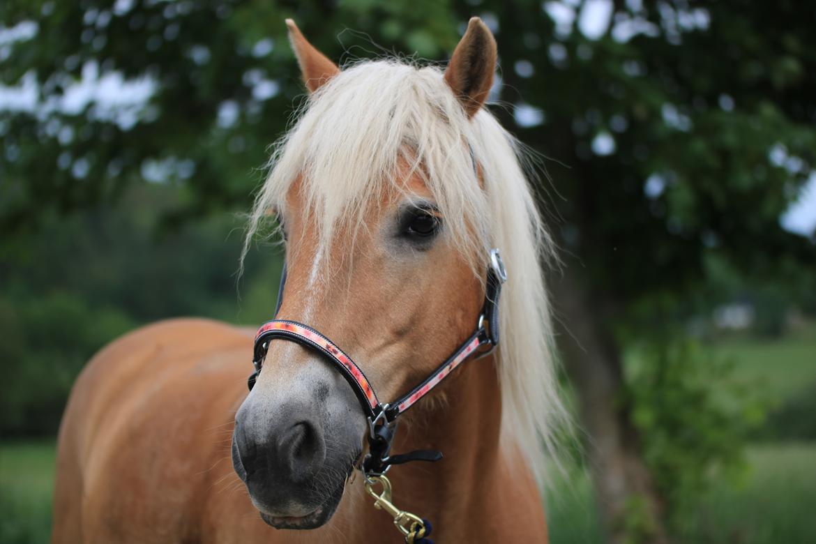 Tyroler Haflinger Astilbe billede 41