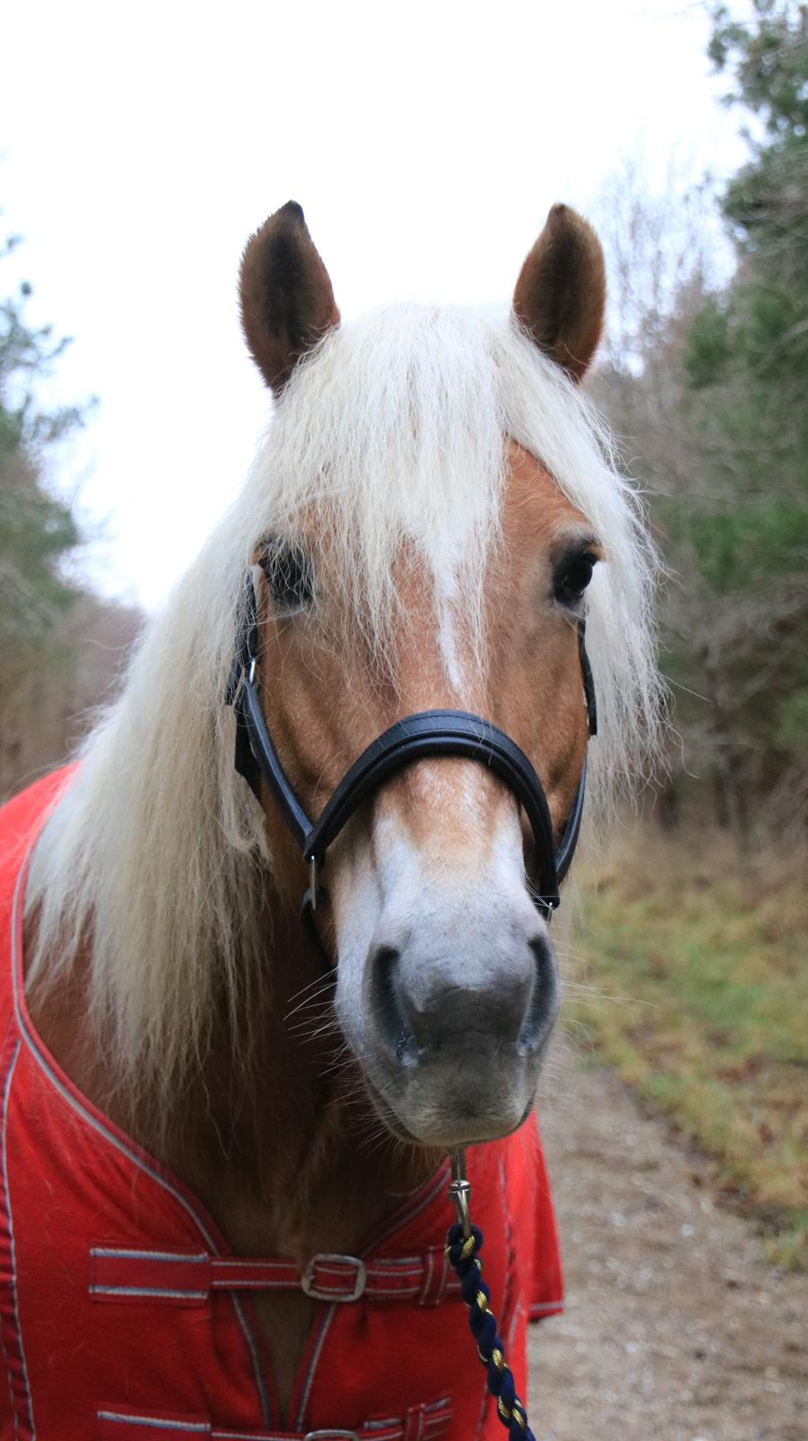 Tyroler Haflinger Astilbe billede 44