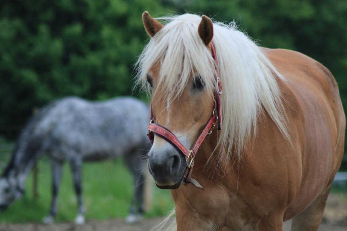 Tyroler Haflinger Astilbe billede 40