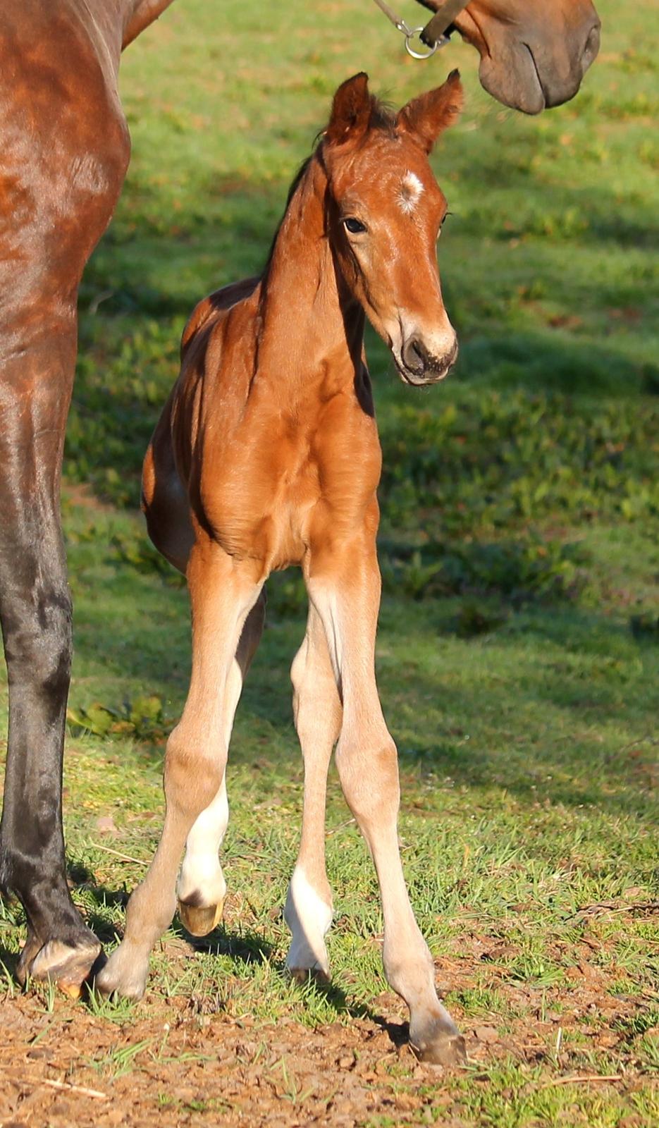 Tysk Oldenburger Bastbjergs Fleur de Lis (Fut Fut) billede 5