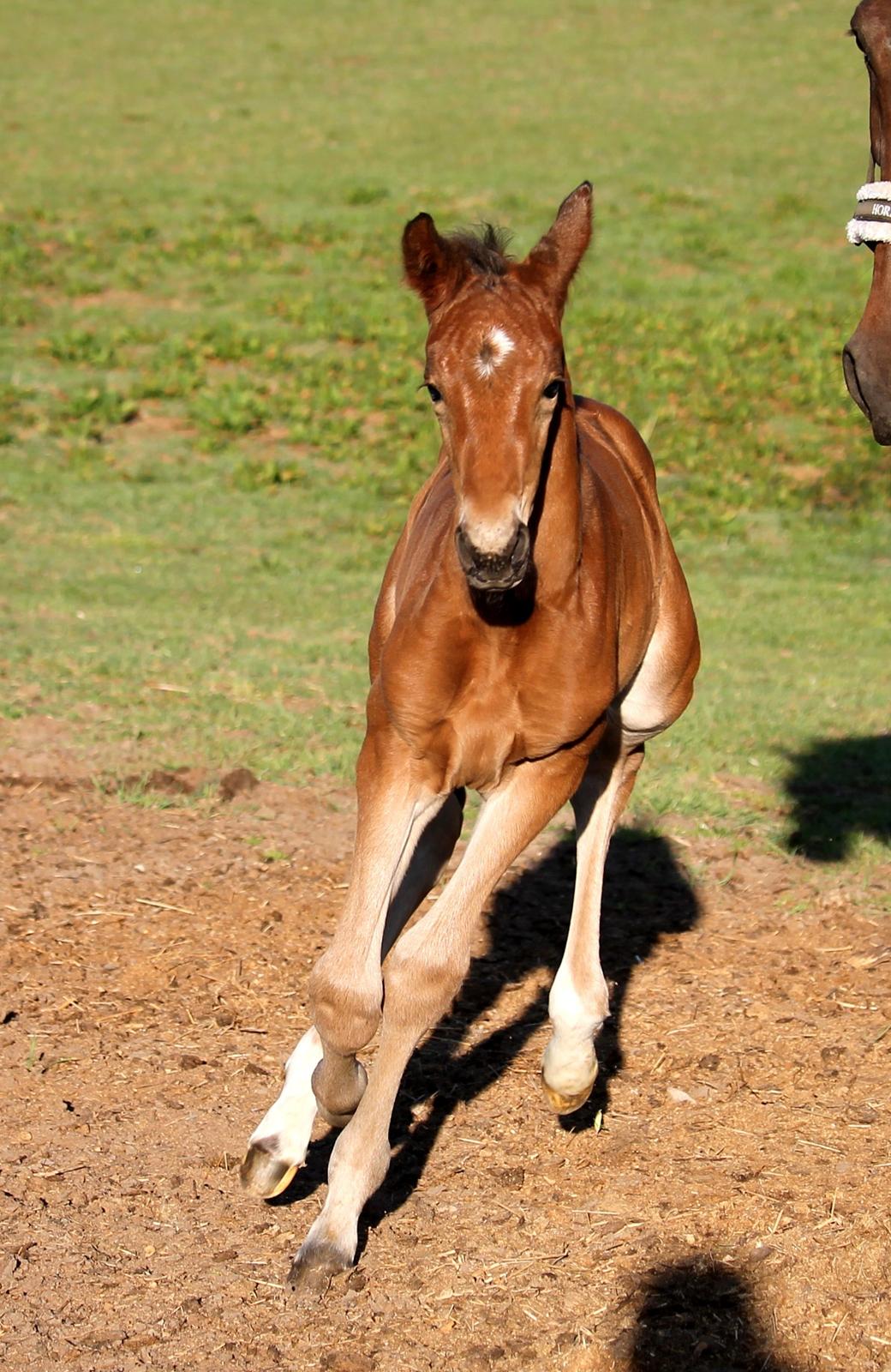 Tysk Oldenburger Bastbjergs Fleur de Lis (Fut Fut) billede 7