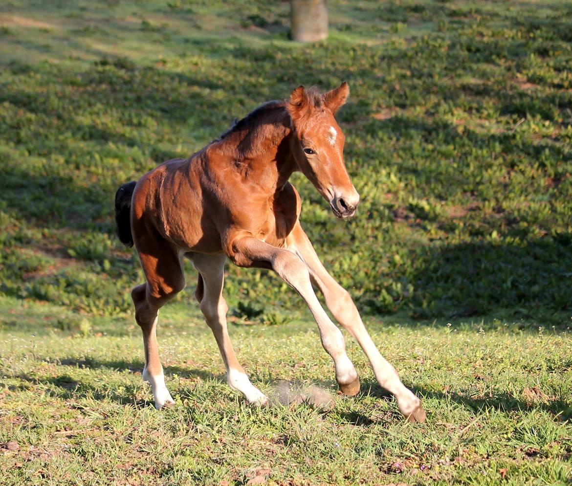 Tysk Oldenburger Bastbjergs Fleur de Lis (Fut Fut) billede 8
