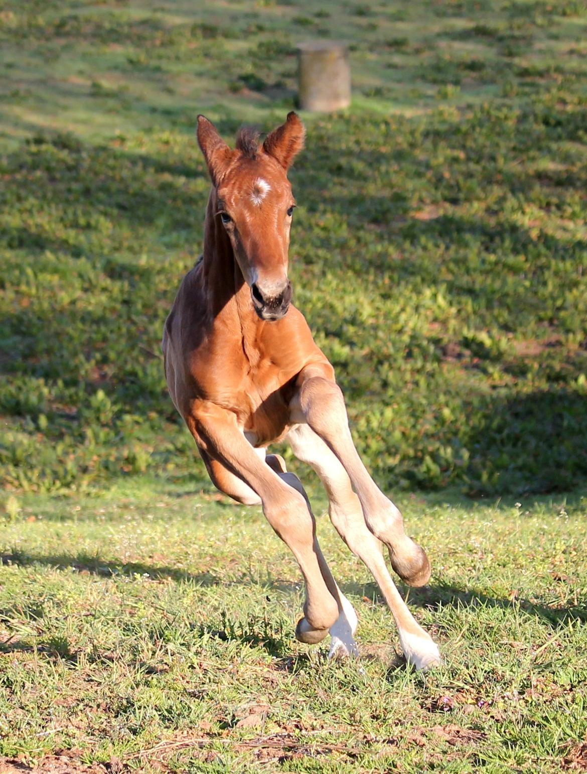 Tysk Oldenburger Bastbjergs Fleur de Lis (Fut Fut) billede 9