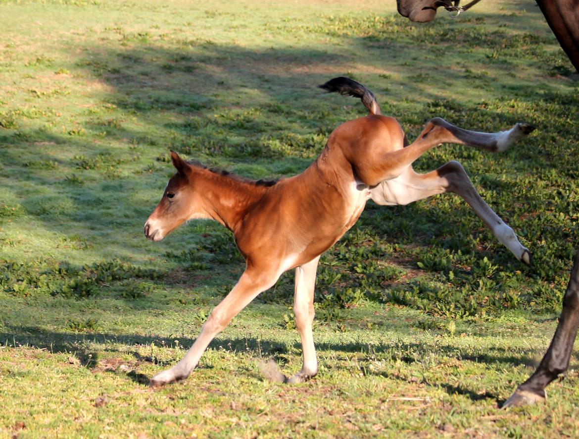 Tysk Oldenburger Bastbjergs Fleur de Lis (Fut Fut) billede 10