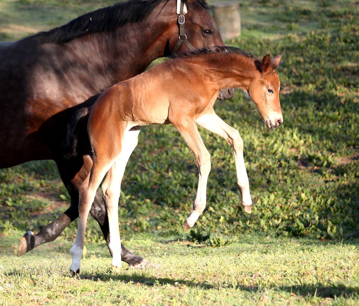 Tysk Oldenburger Bastbjergs Fleur de Lis (Fut Fut) billede 11