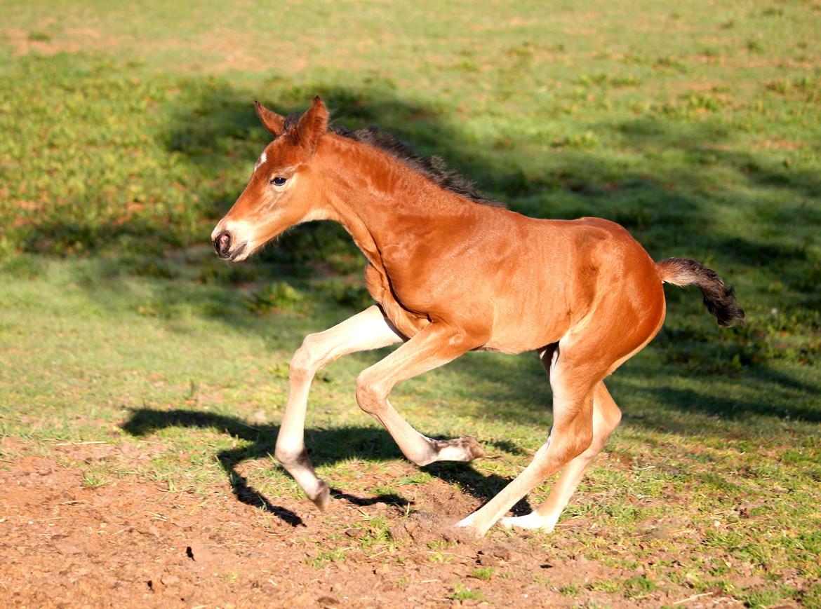 Tysk Oldenburger Bastbjergs Fleur de Lis (Fut Fut) billede 12