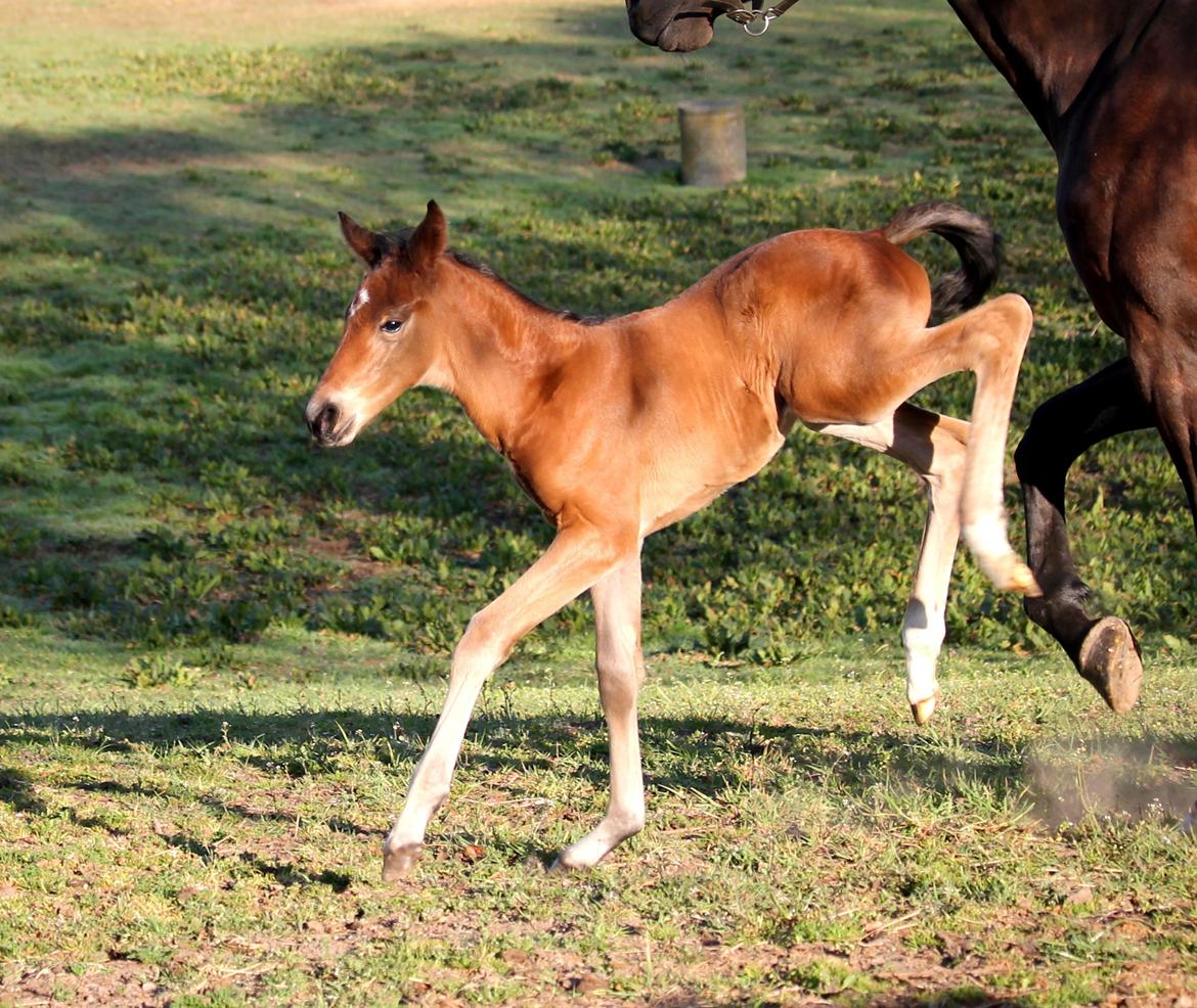 Tysk Oldenburger Bastbjergs Fleur de Lis (Fut Fut) billede 13