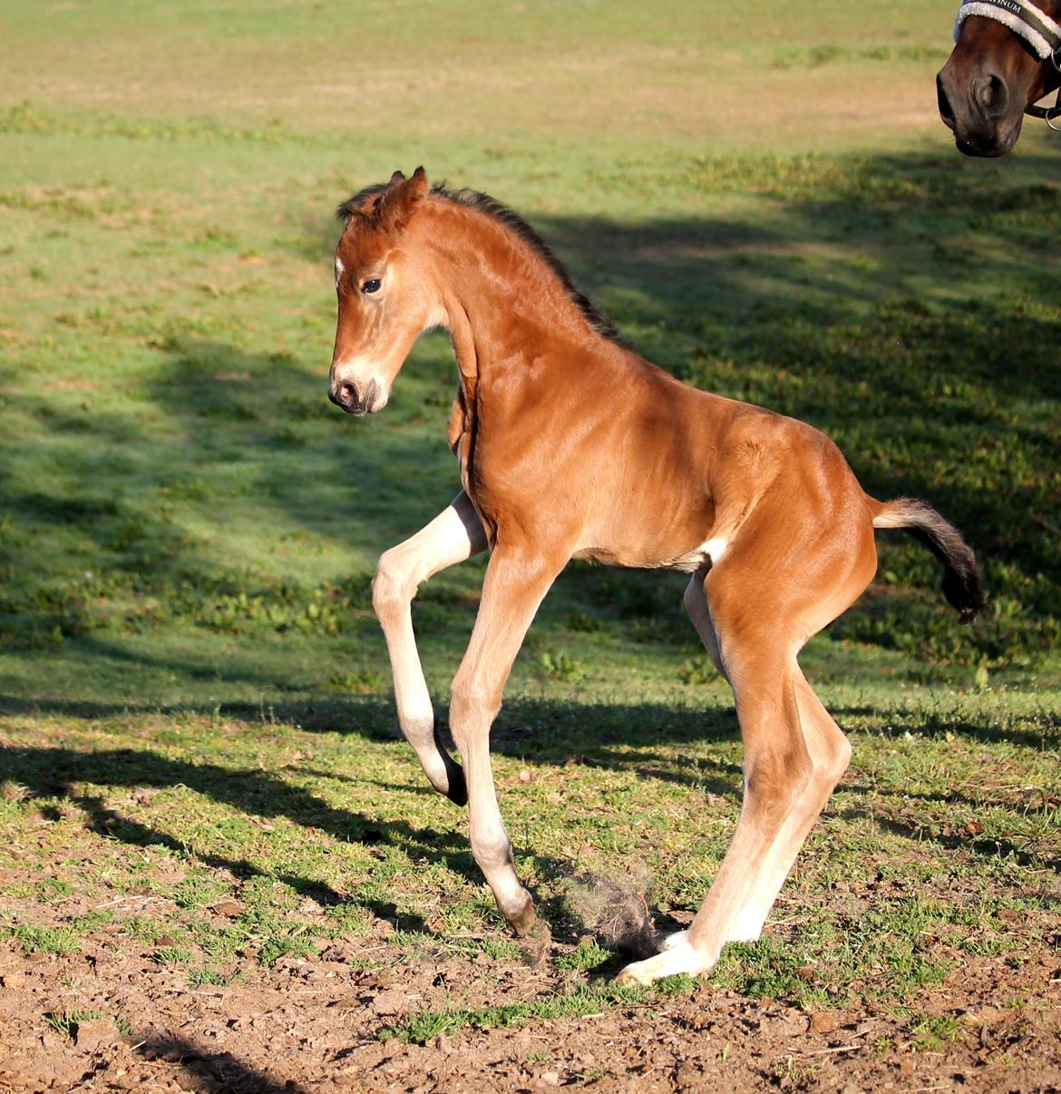 Tysk Oldenburger Bastbjergs Fleur de Lis (Fut Fut) billede 14