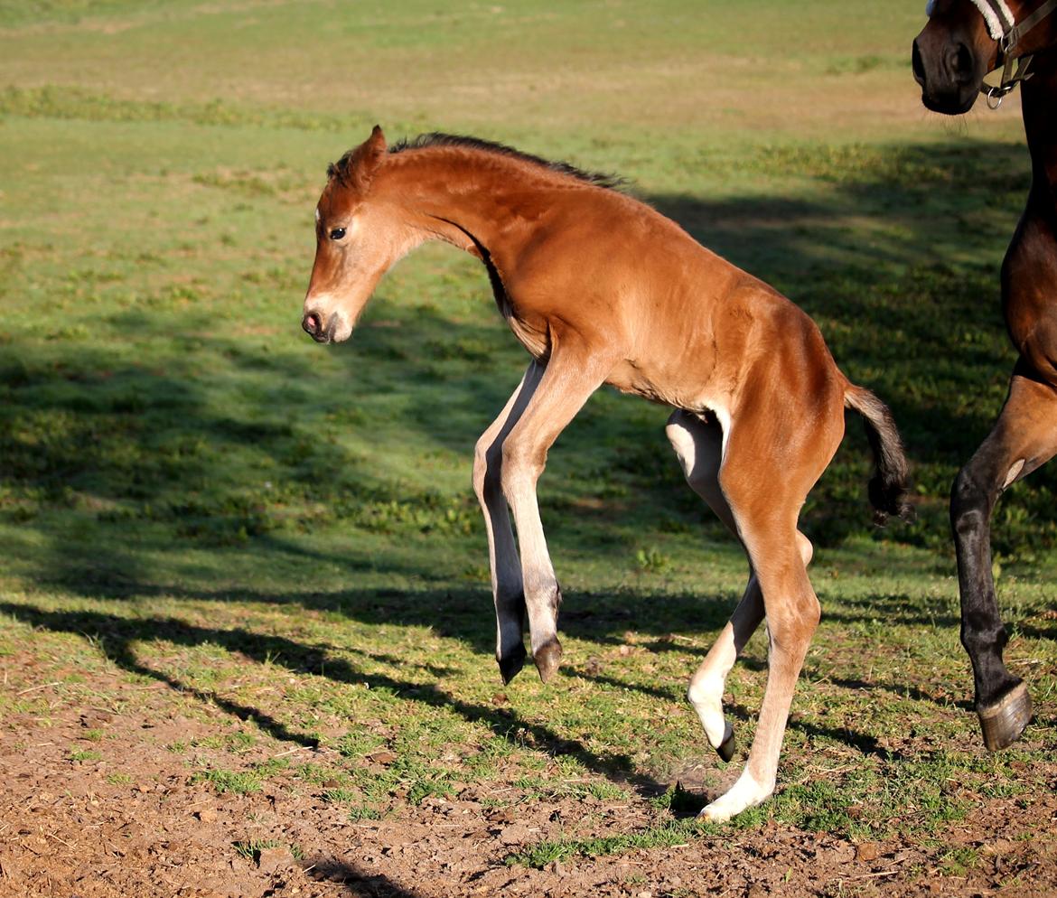 Tysk Oldenburger Bastbjergs Fleur de Lis (Fut Fut) billede 15