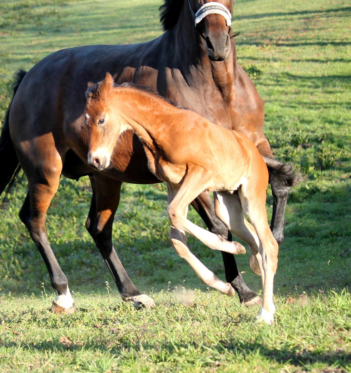 Tysk Oldenburger Bastbjergs Fleur de Lis (Fut Fut) billede 16