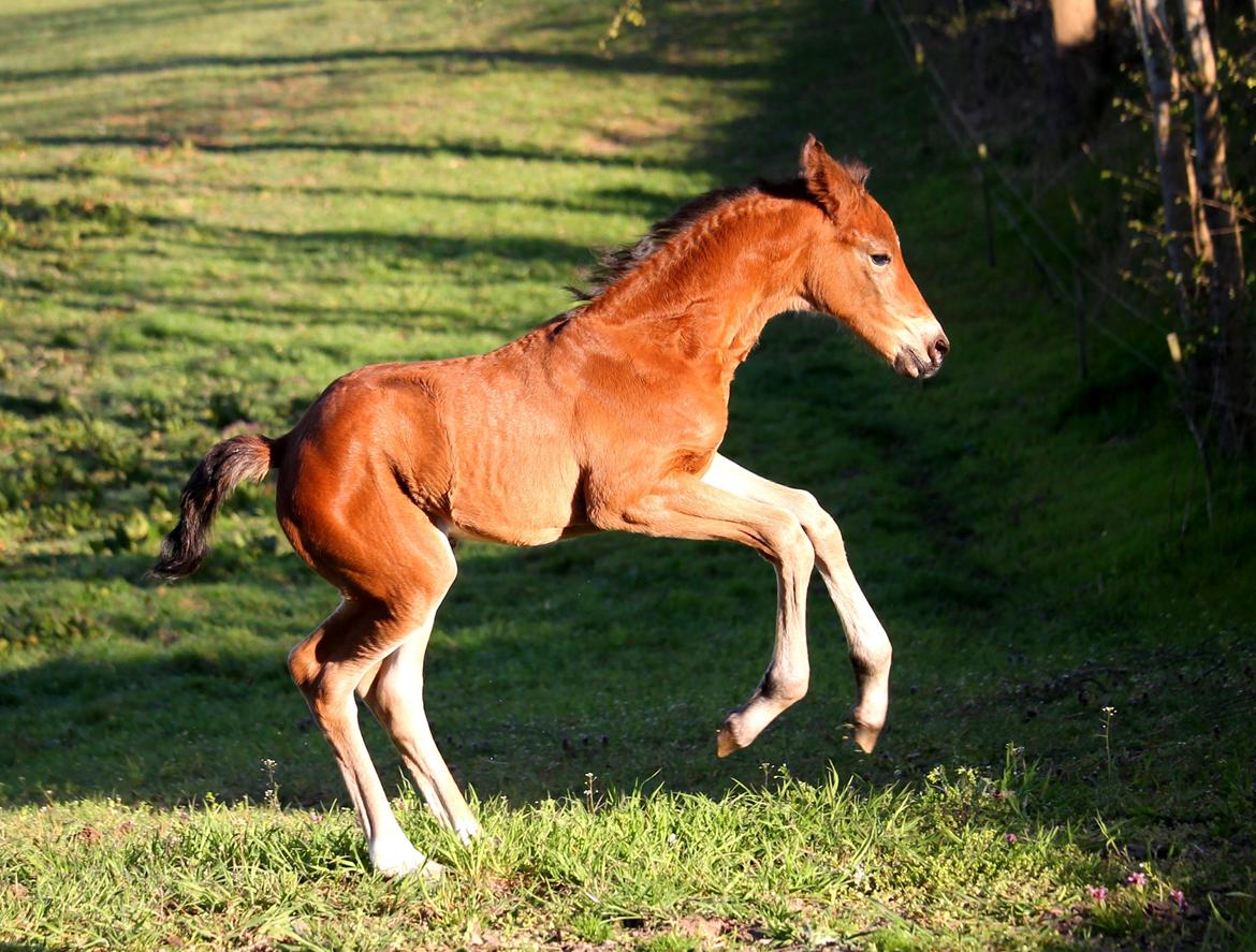 Tysk Oldenburger Bastbjergs Fleur de Lis (Fut Fut) billede 17