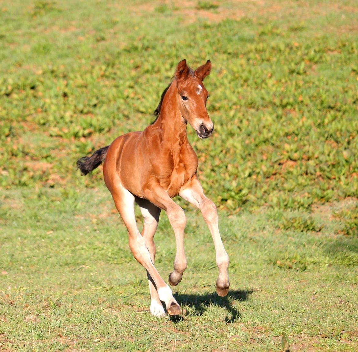Tysk Oldenburger Bastbjergs Fleur de Lis (Fut Fut) billede 19